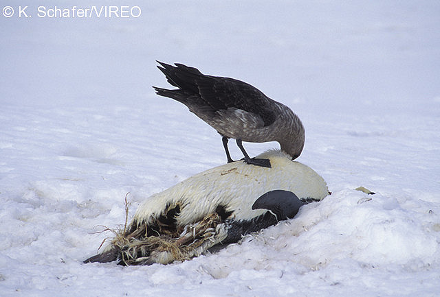 South Polar Skua s66-1-317.jpg